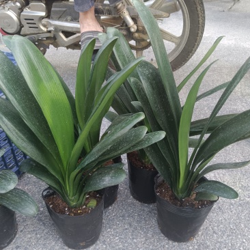 18杯君子兰供货中，基地直发规格齐全欢迎联系