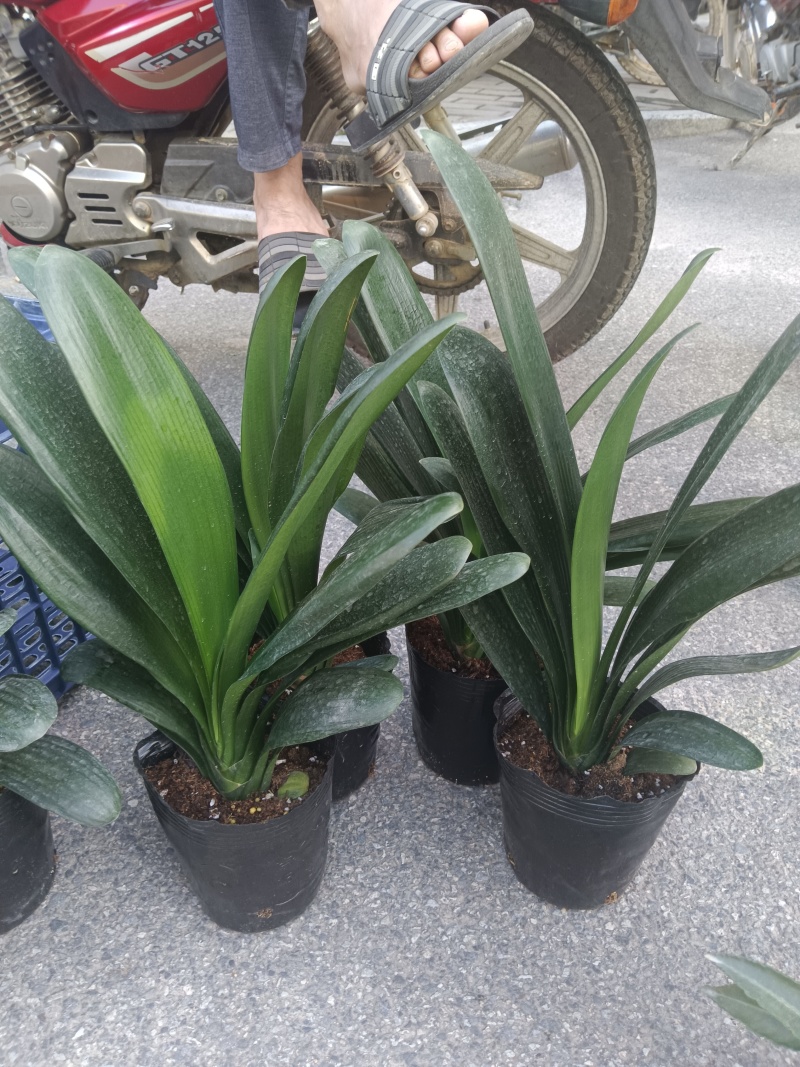 18杯君子兰供货中，基地直发规格齐全欢迎联系
