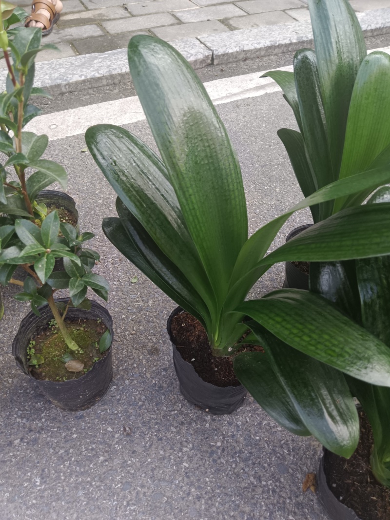 18杯君子兰供货中，基地直发规格齐全欢迎联系