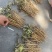 精品牡丹苗包成活率提供技术指导可送货上门全国发货