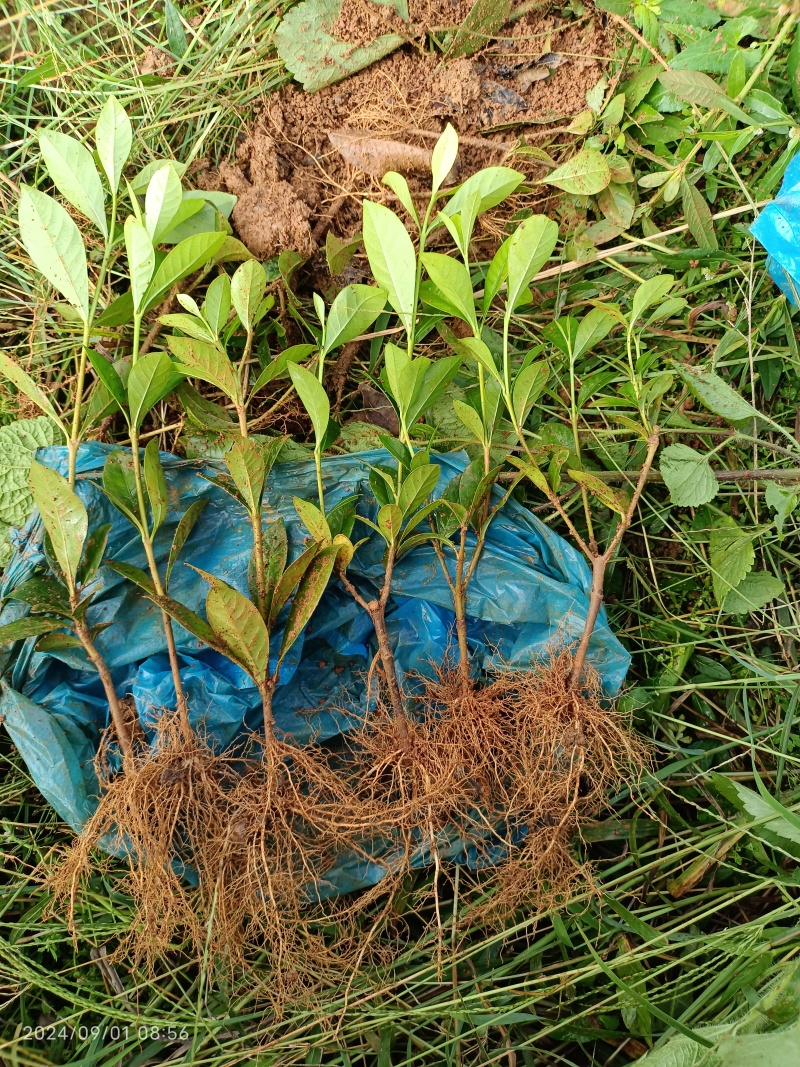 栀子花苗/现挖先发/保质保量/产地直发/可视频看货