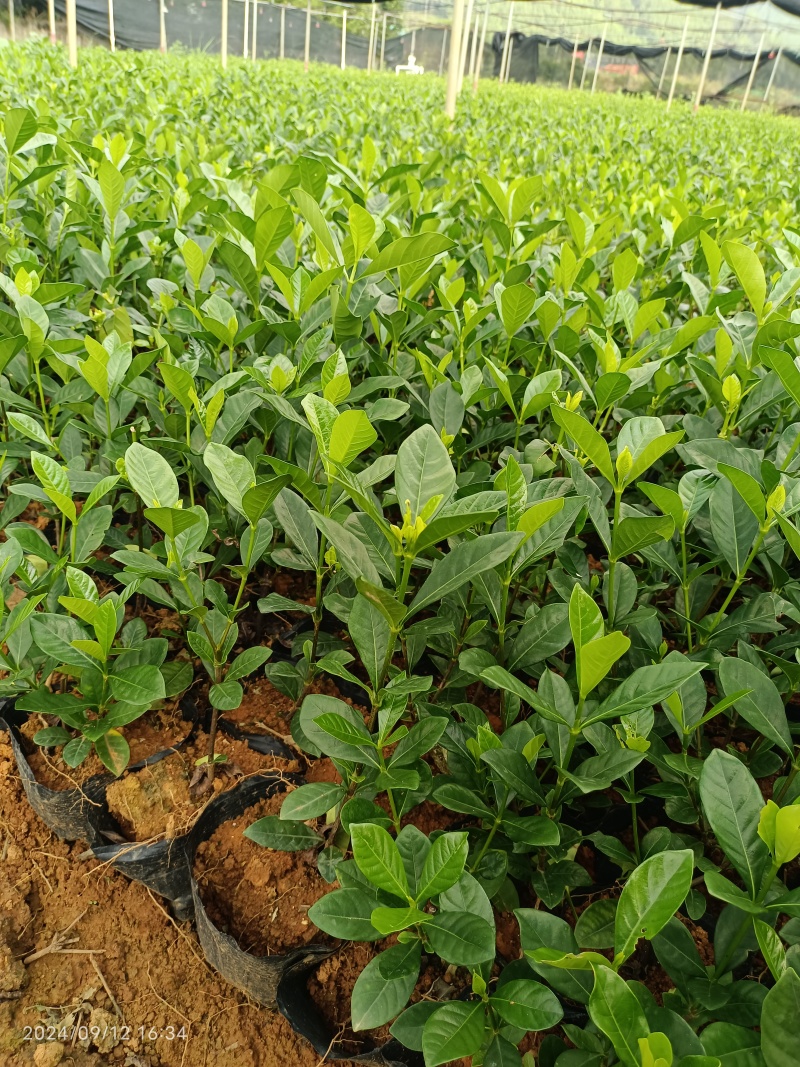 玫瑰二栀子杯苗/产地直发/量大价优/老板热情/欢迎致电
