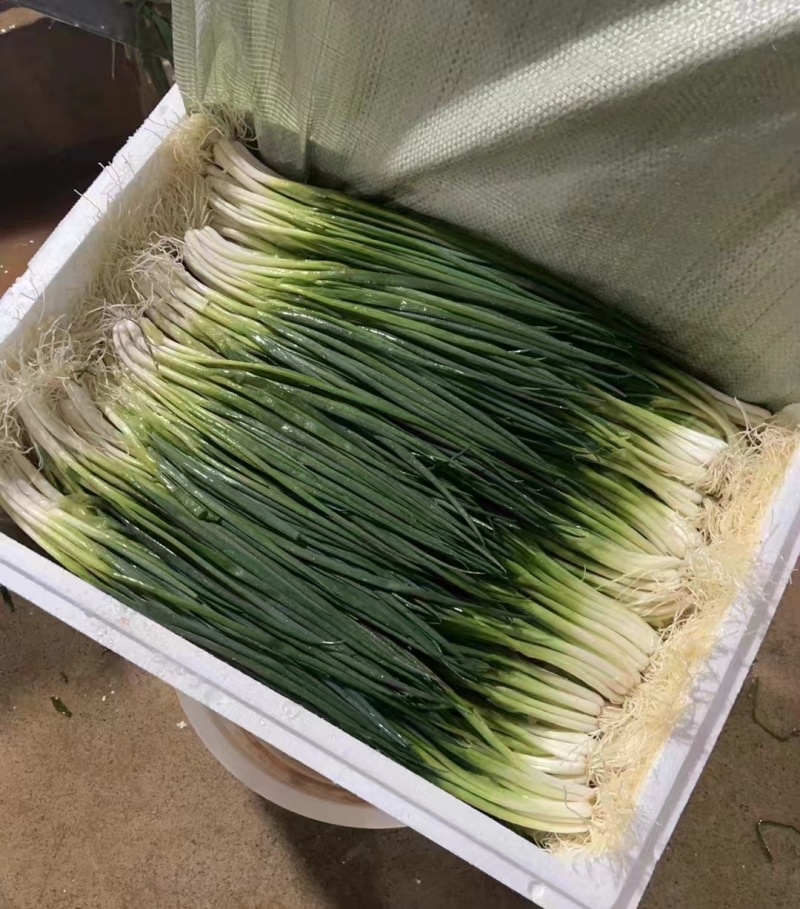 河北香葱，小葱货源充足，质量保证，基地直发，量大从优