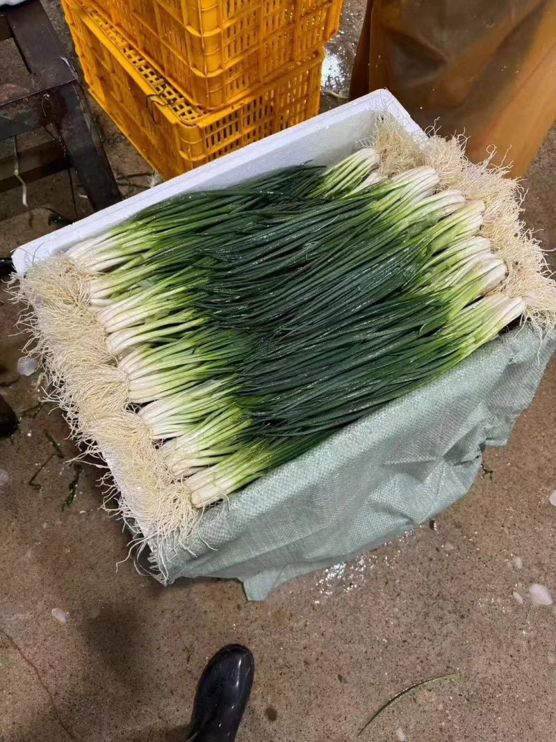 河北香葱，小葱货源充足，质量保证，基地直发，量大从优
