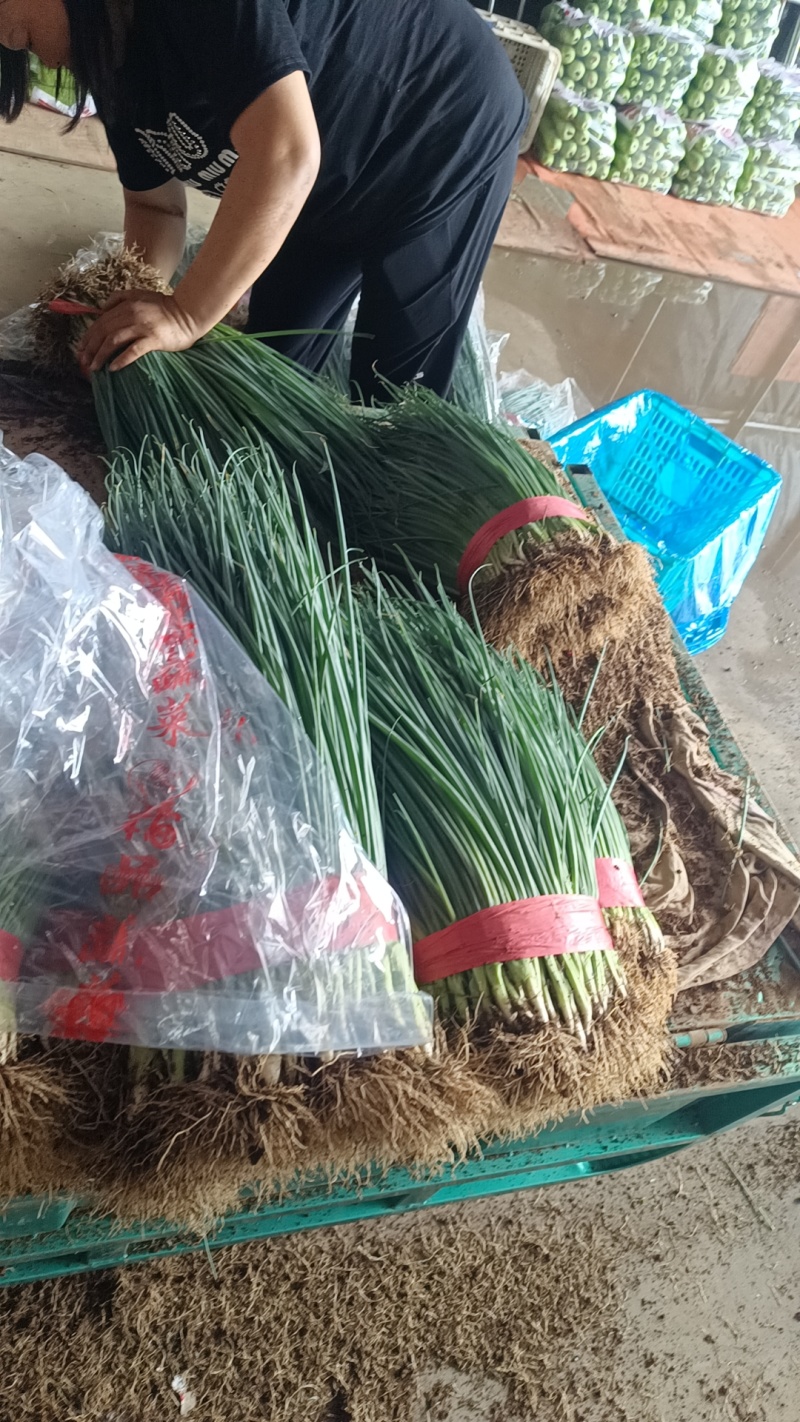 河北香葱，小葱货源充足，质量保证，基地直发，量大从优