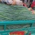 河北香葱，小葱货源充足，质量保证，基地直发，量大从优