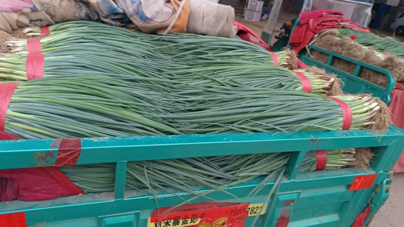 河北香葱，小葱货源充足，质量保证，基地直发，量大从优