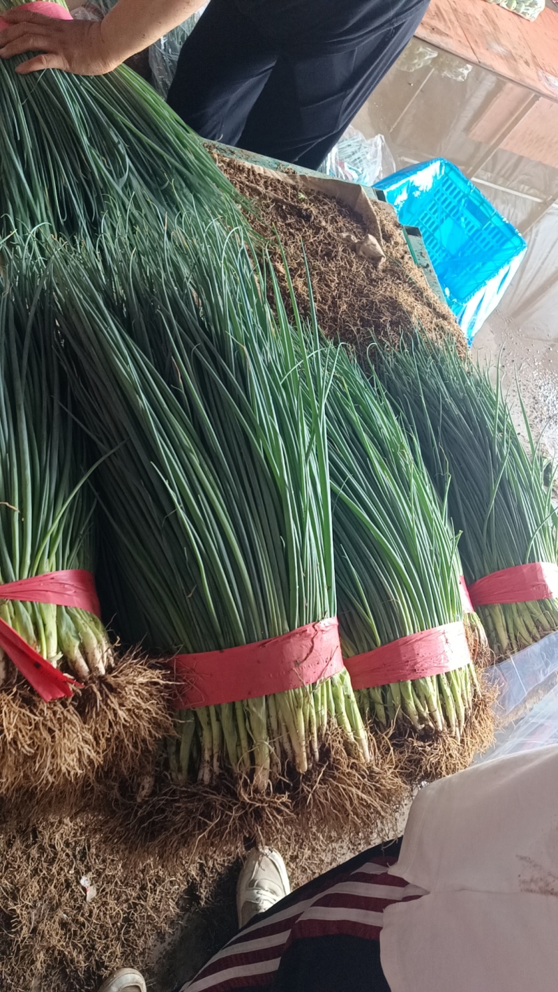 河北香葱，小葱货源充足，质量保证，基地直发，量大从优