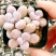 精品桃蛋基地直发品质保证价格从优