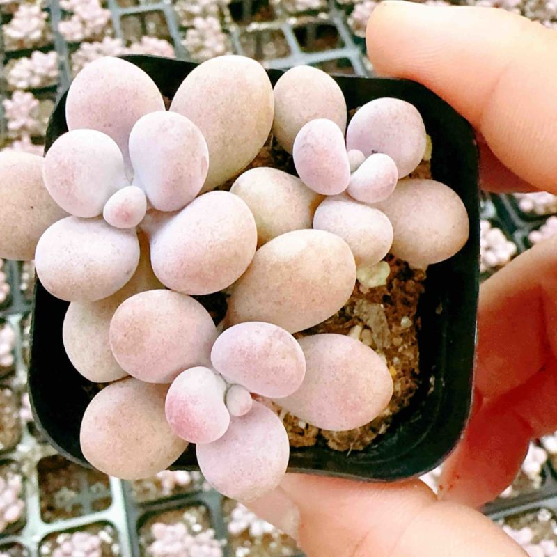 精品桃蛋基地直发品质保证价格从优