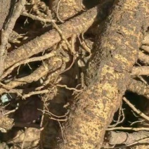 北沙参鲜货干货