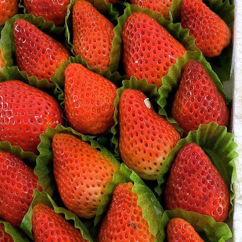 【质量好】宁玉妙香奶油草莓大量上市货源充足对接各地客商