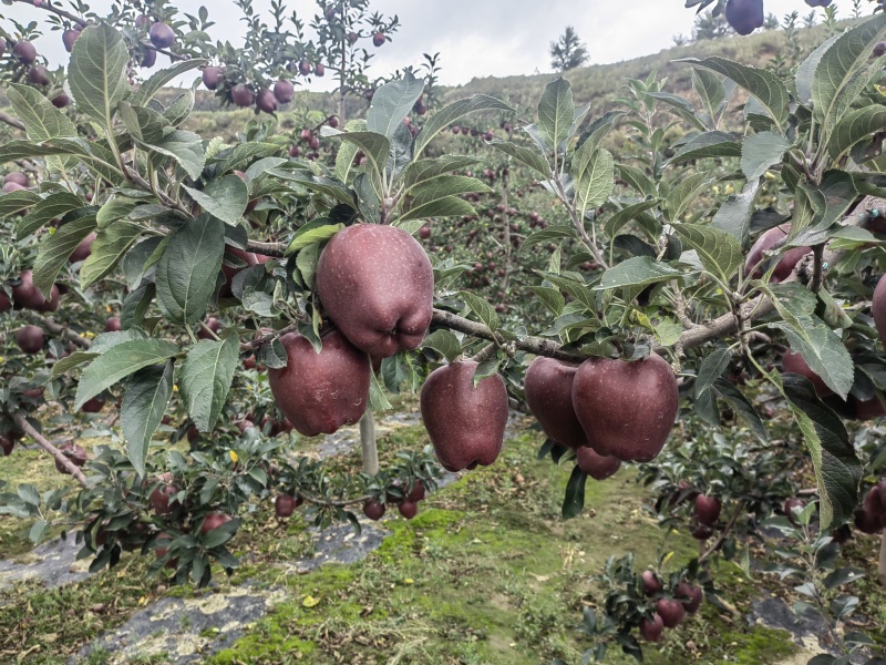 花牛苹果产地直供