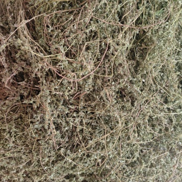 今年的新货地锦草奶浆草铺地草全干