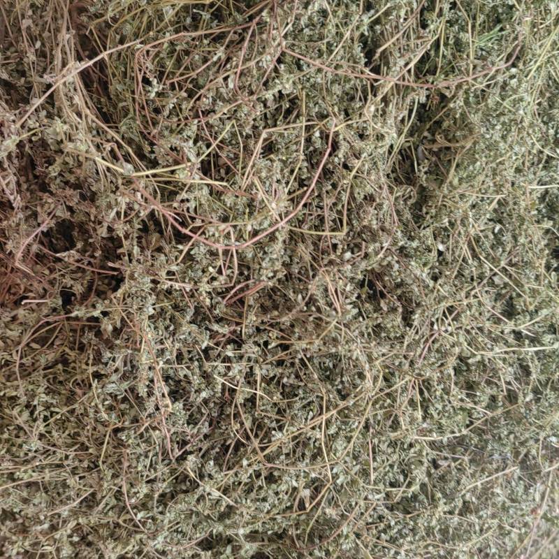 今年的新货地锦草奶浆草铺地草全干