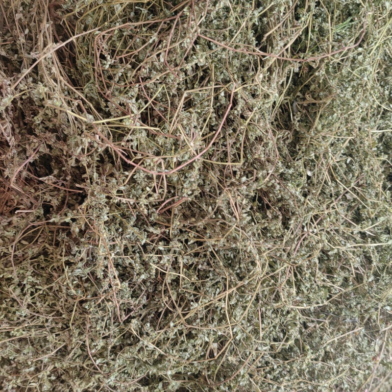 今年的新货地锦草奶浆草铺地草全干