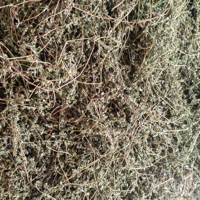 今年的新货地锦草奶浆草铺地草全干