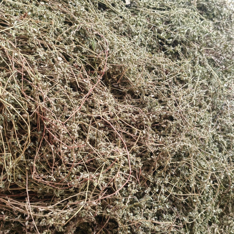 今年的新货地锦草奶浆草铺地草全干