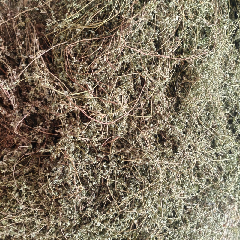 今年的新货地锦草奶浆草铺地草全干