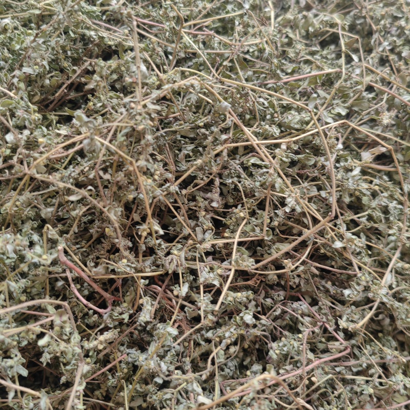 今年的新货地锦草奶浆草铺地草全干