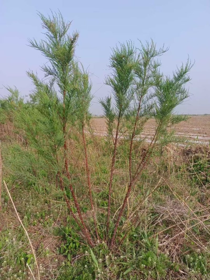 山东柽柳红柳盐松丛生柽柳独杆柽柳柽柳基地