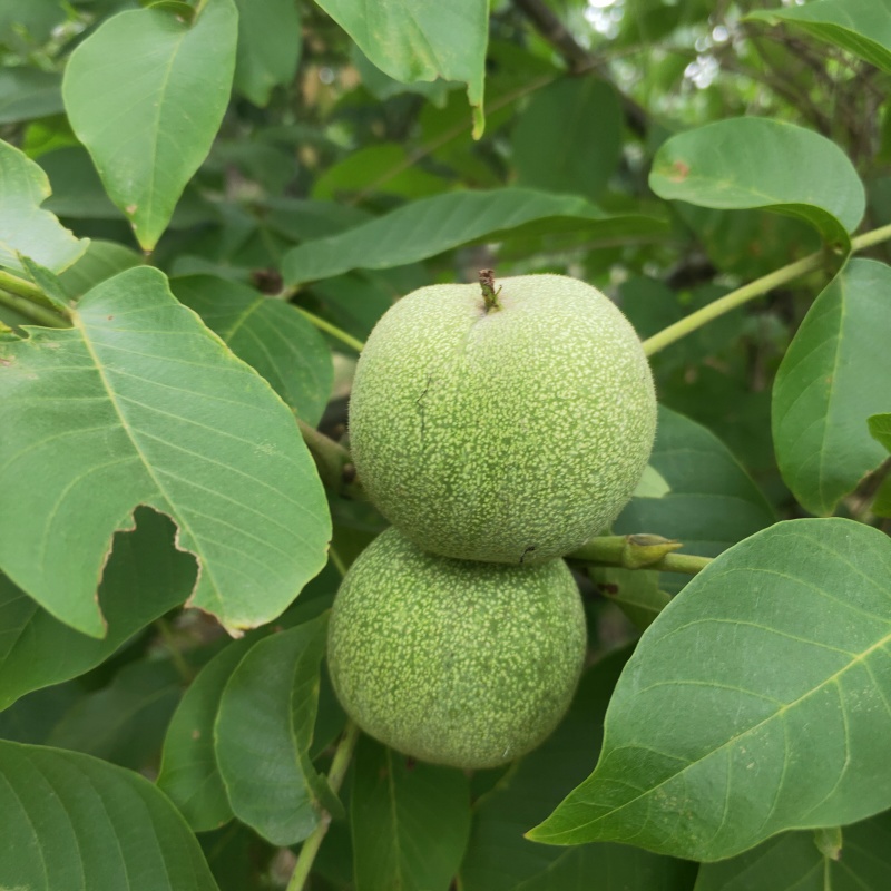 核桃苗嫁接薄皮核桃树1-10公分山核桃苗