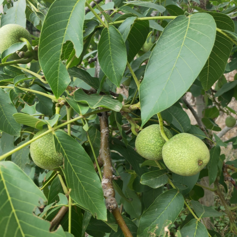 核桃苗嫁接薄皮核桃树1-10公分山核桃苗
