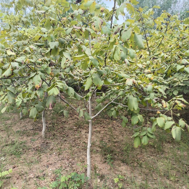 核桃苗嫁接薄皮核桃树1-10公分山核桃苗