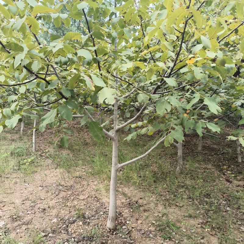 核桃苗嫁接薄皮核桃树1-10公分山核桃苗