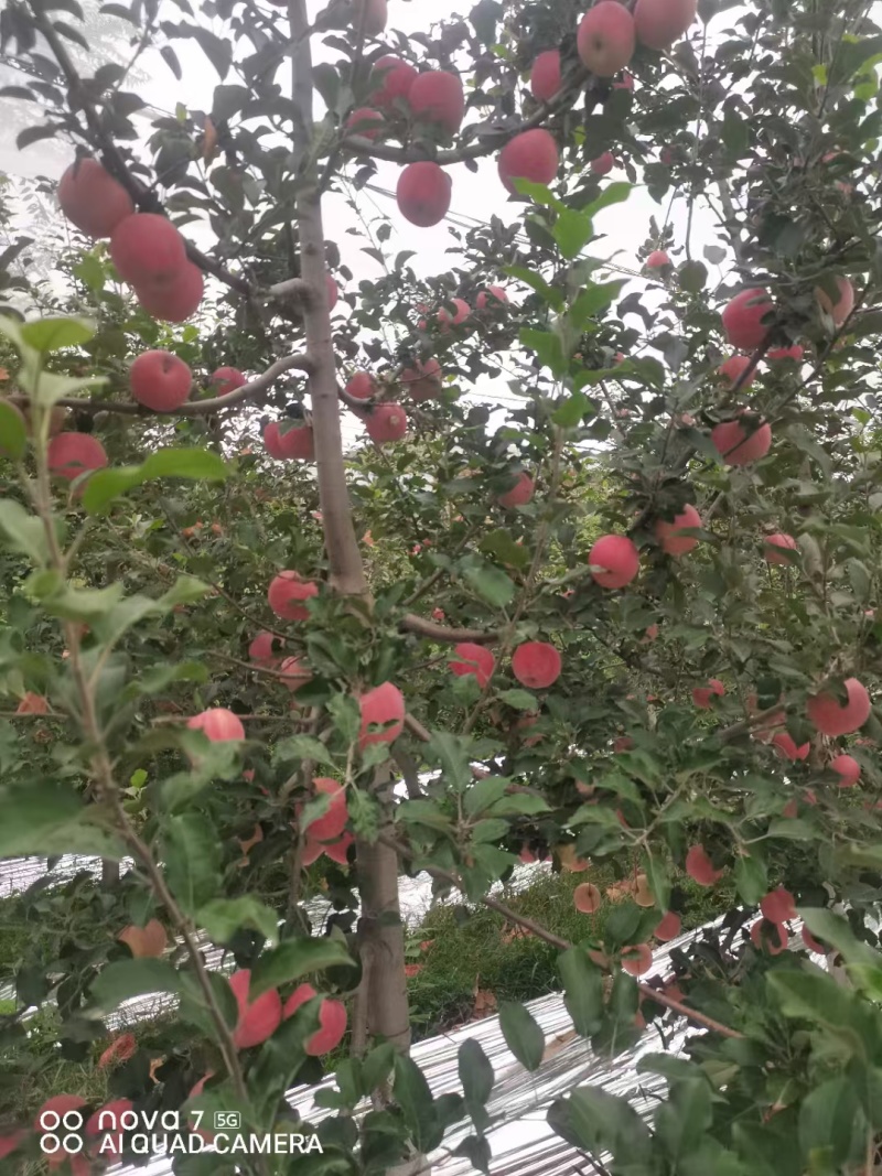 吉县红富士苹果需要了打电话