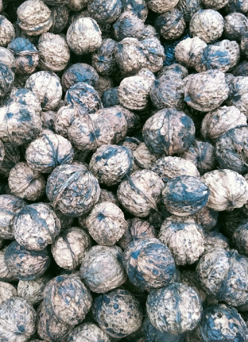 云南核桃
