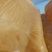 【鲜油皮】河北保定豆腐！火锅皮！豆皮干货腐竹皮无盐粒干豆皮
