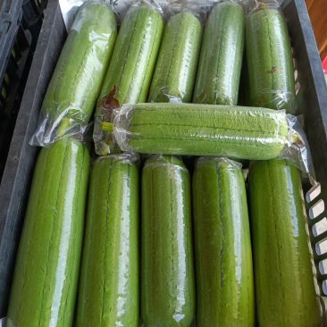 青丝瓜大量上市