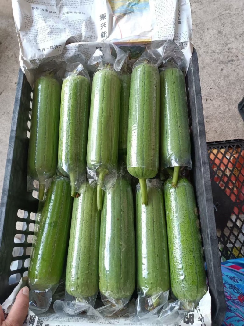 青丝瓜大量上市