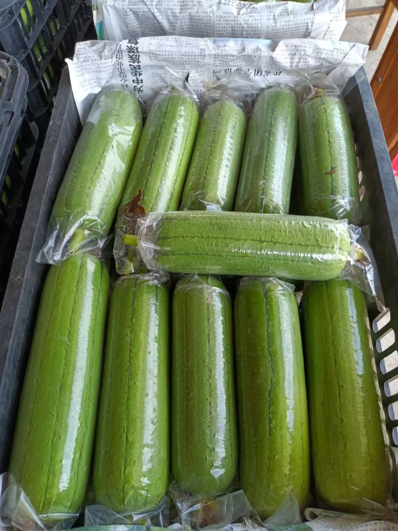 青丝瓜大量上市