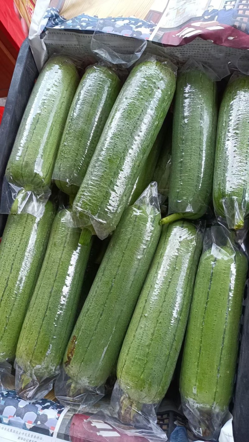 青丝瓜大量上市