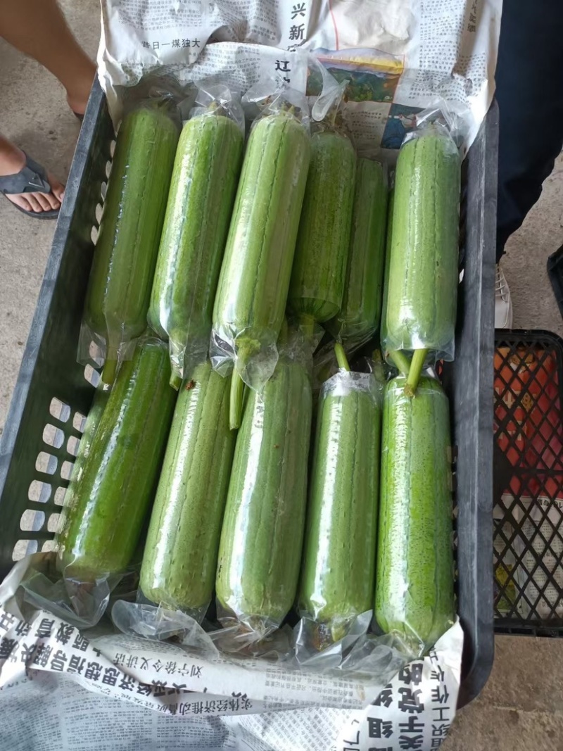 青丝瓜大量上市