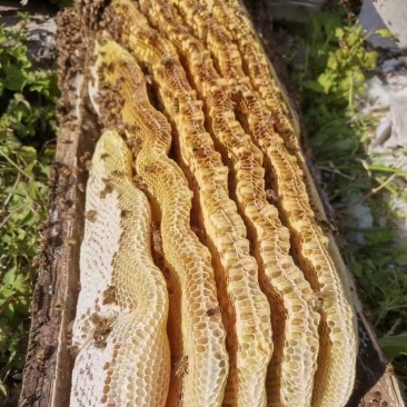中华蜂蜜