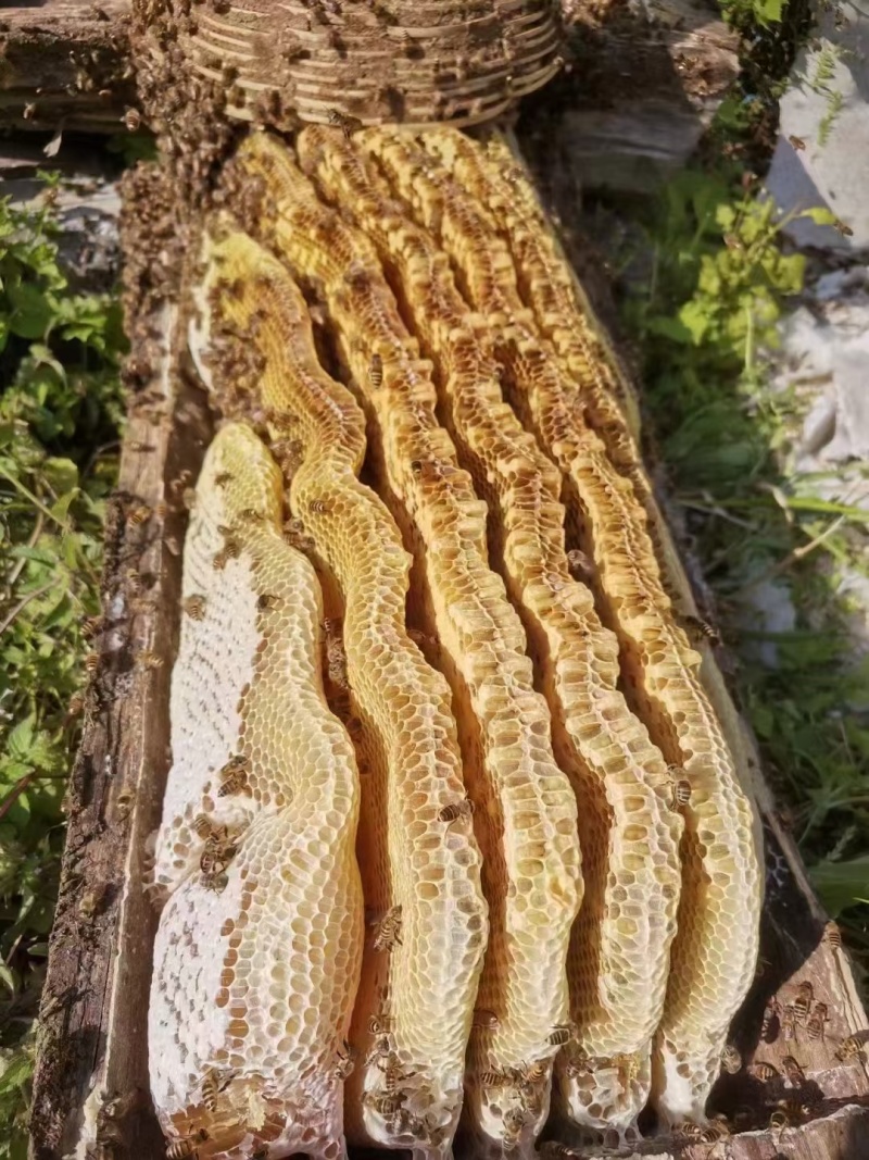 中华蜂蜜