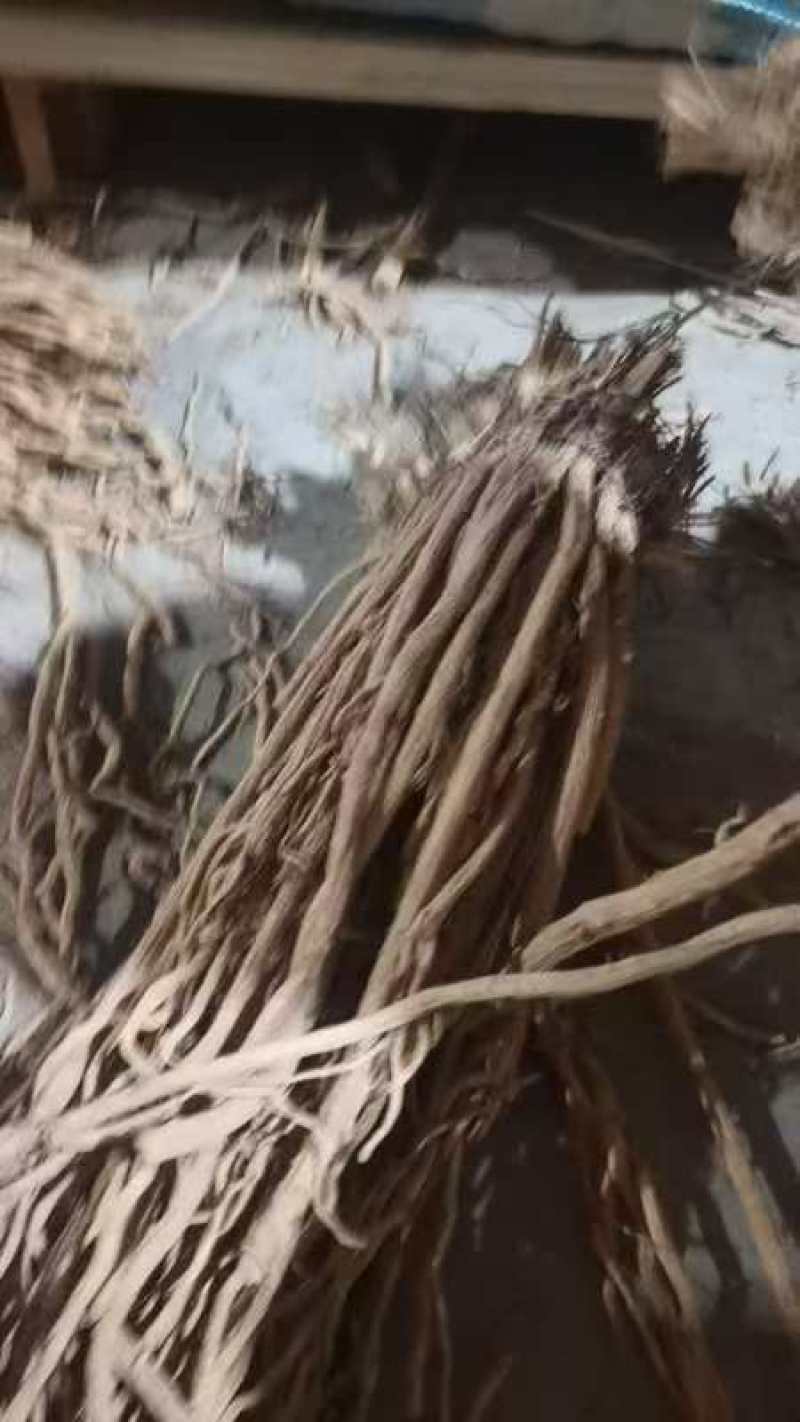 防风整条防风整条个子批发剪头剪尾的都有