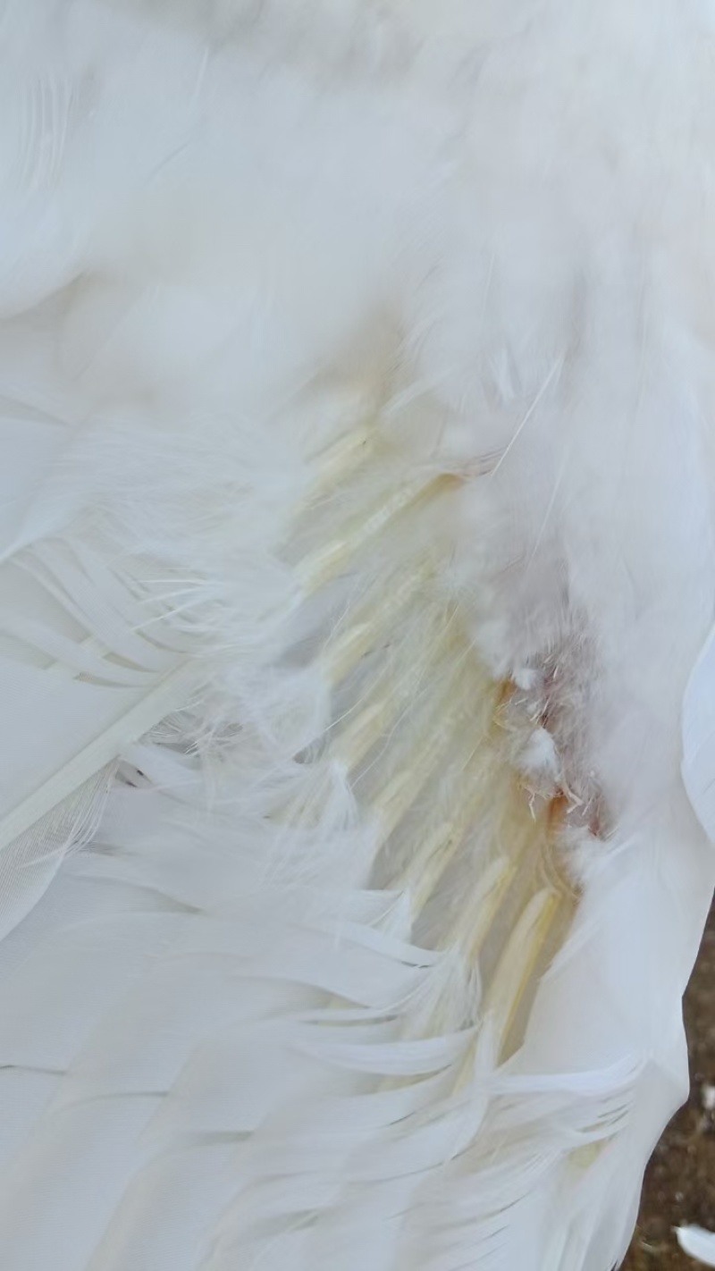 白番母鸭