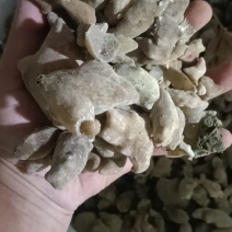 五倍子