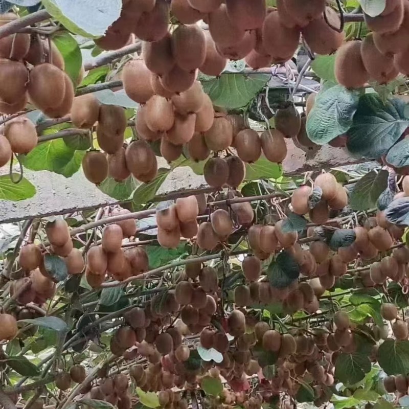 太白山徐香猕猴桃货量充足大量供货