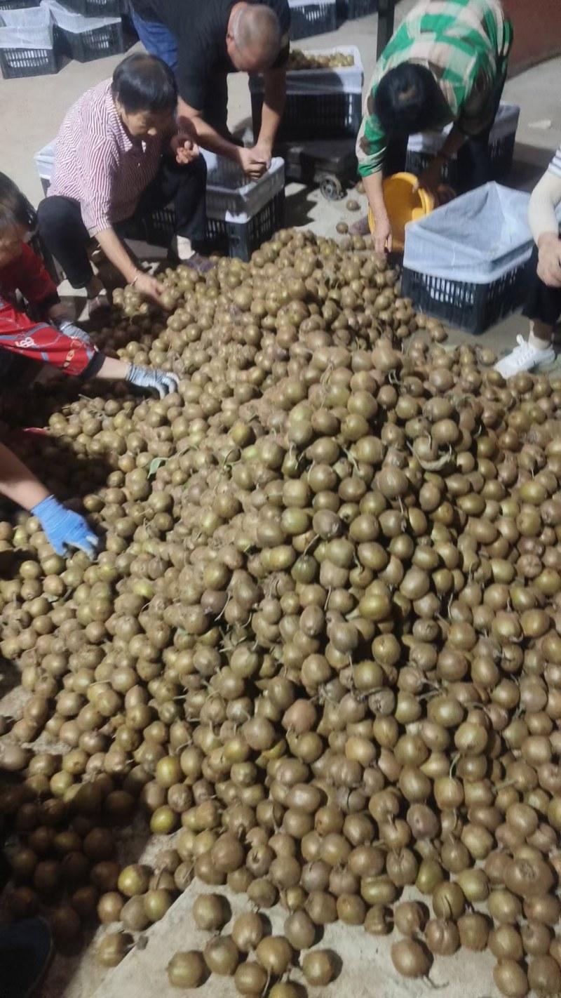 太白山徐香猕猴桃货量充足大量供货