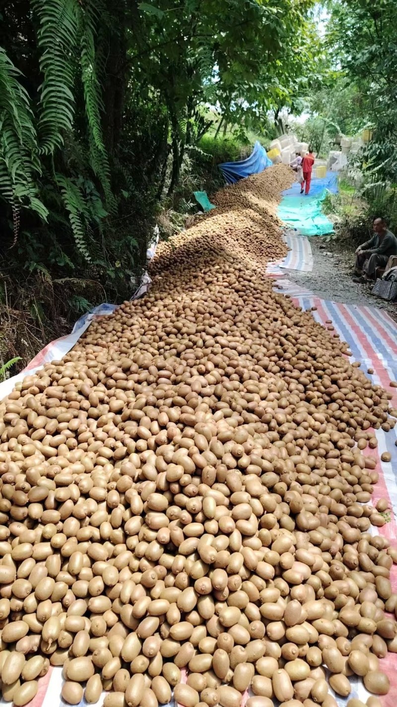 太白山徐香猕猴桃货量充足大量供货