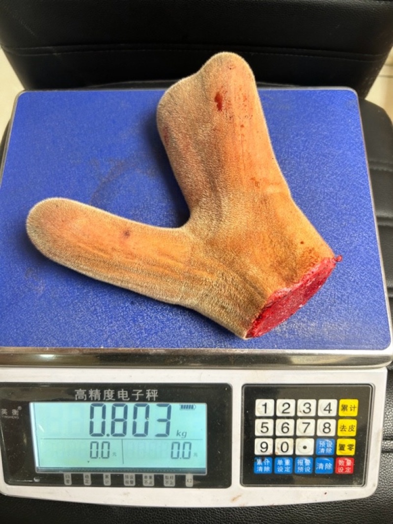吉林鹿乡梅花鹿茸二杠元宝头300到1000克之间
