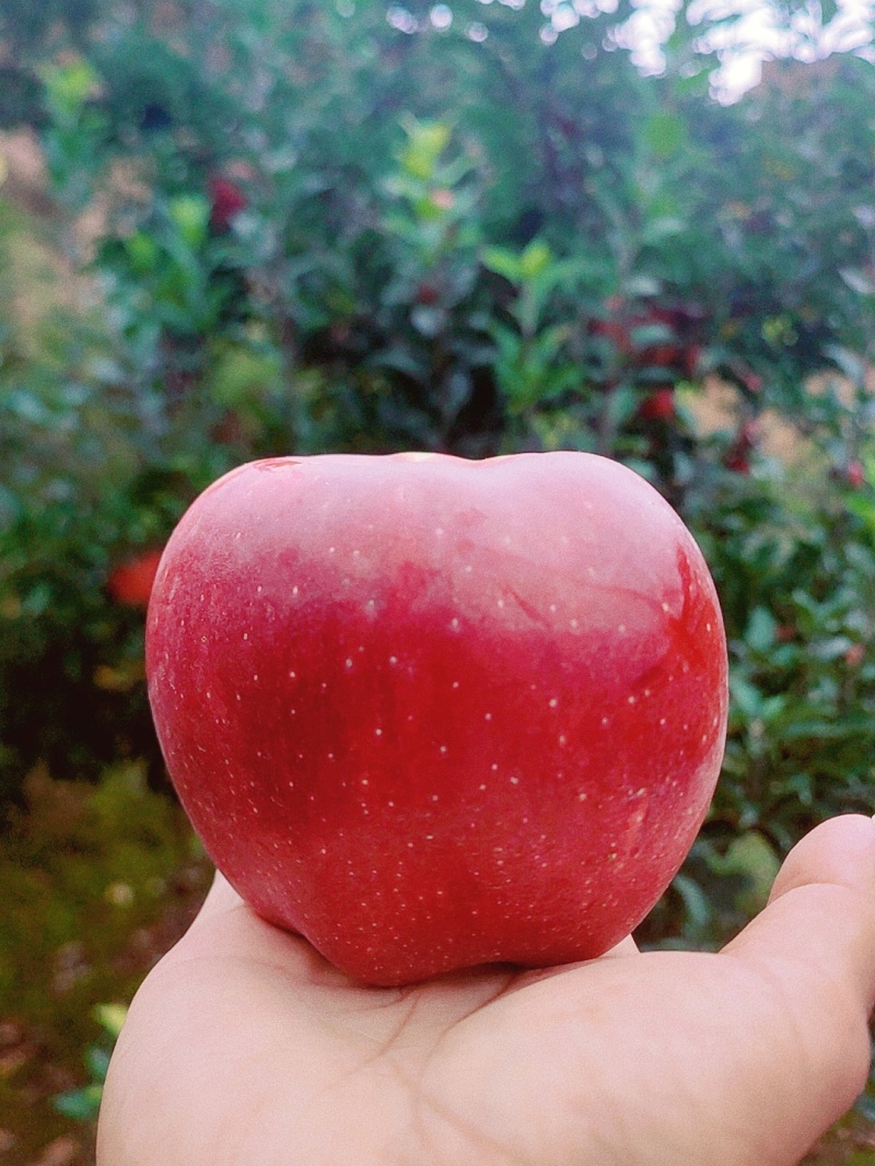 一件代发天花牛苹果产园直供地支持各种快递可供应各种超