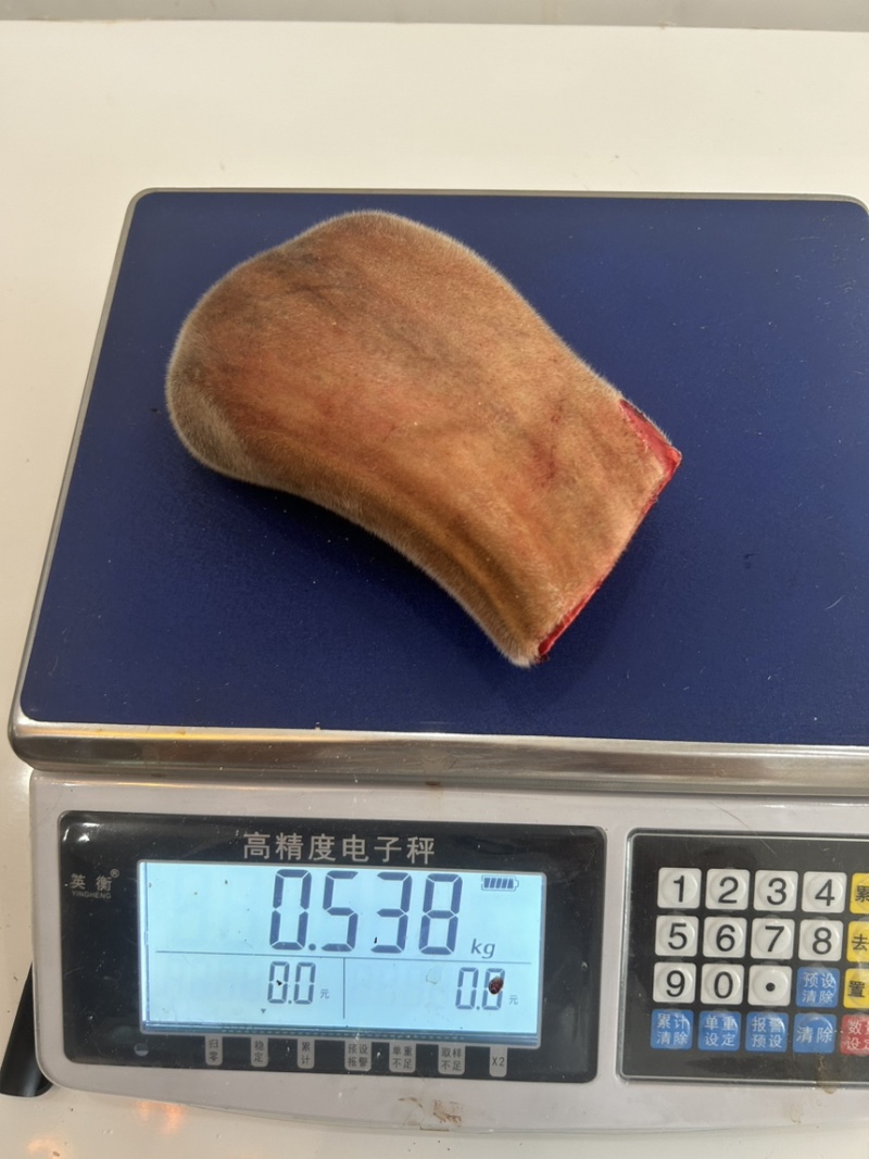 吉林鹿乡梅花鹿二杠主干头全蜡头营养丰富现货供应