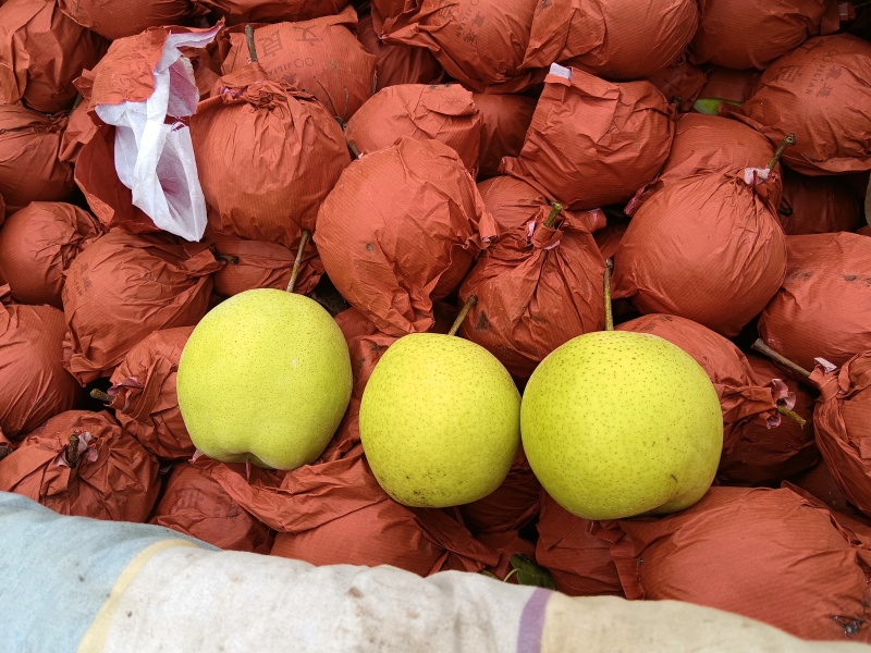 雪花梨千年老品种口感特甜赶大集。大市场。超市。
