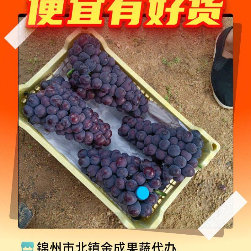 辽宁巨峰葡萄，阳光玫瑰，大量上市，有需要的老板，欢迎选购
